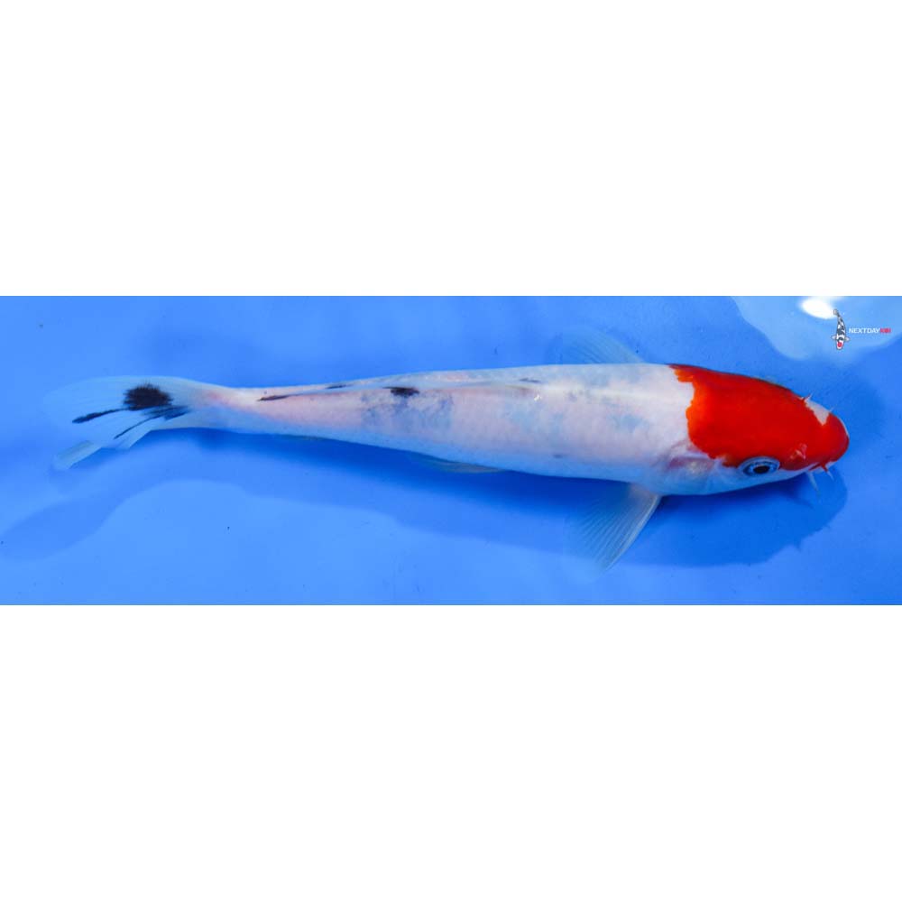 8” Imported Sanke