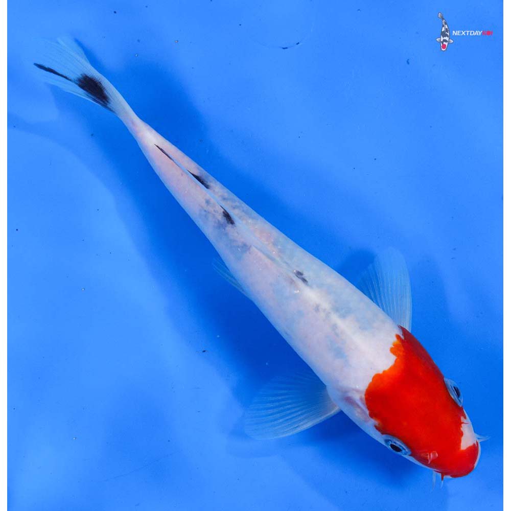 8” Imported Sanke