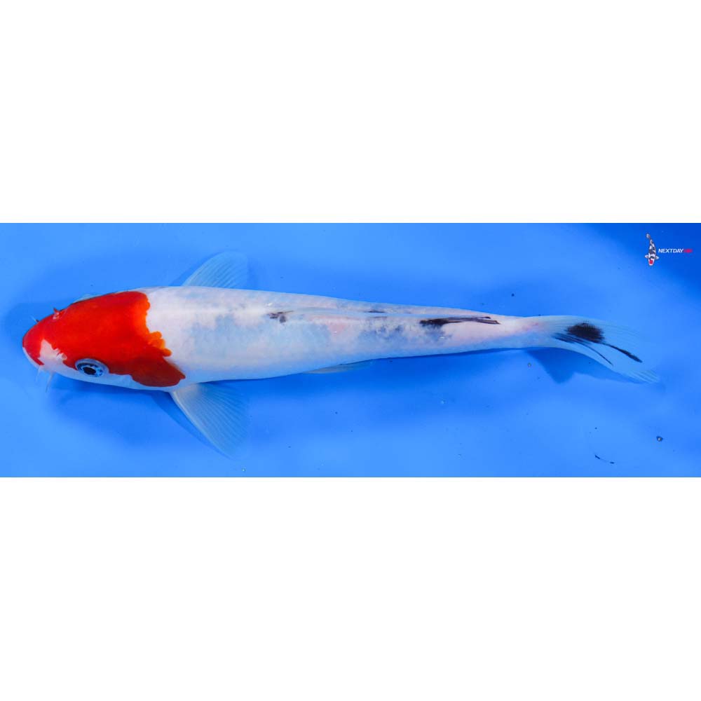 8” Imported Sanke
