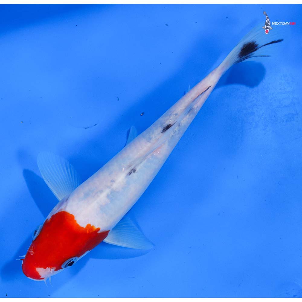 8” Imported Sanke