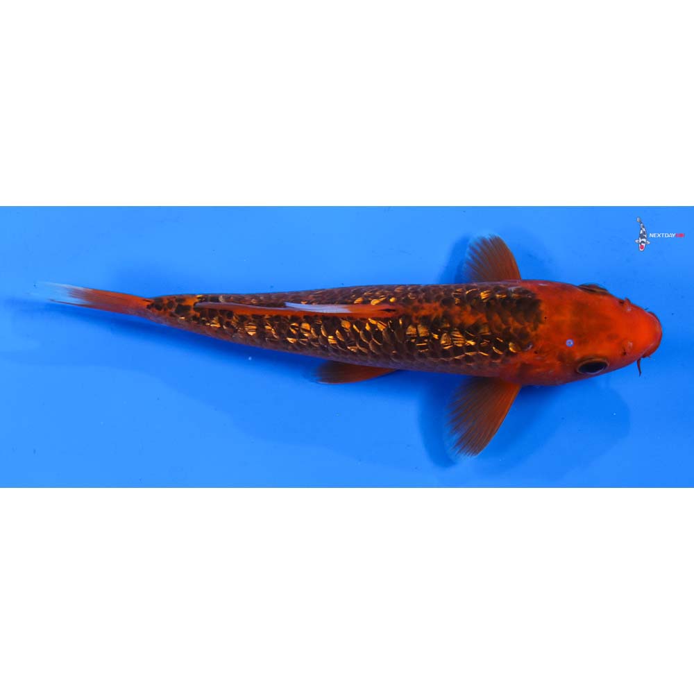 7” Imported Gin Rin Hi Asagi