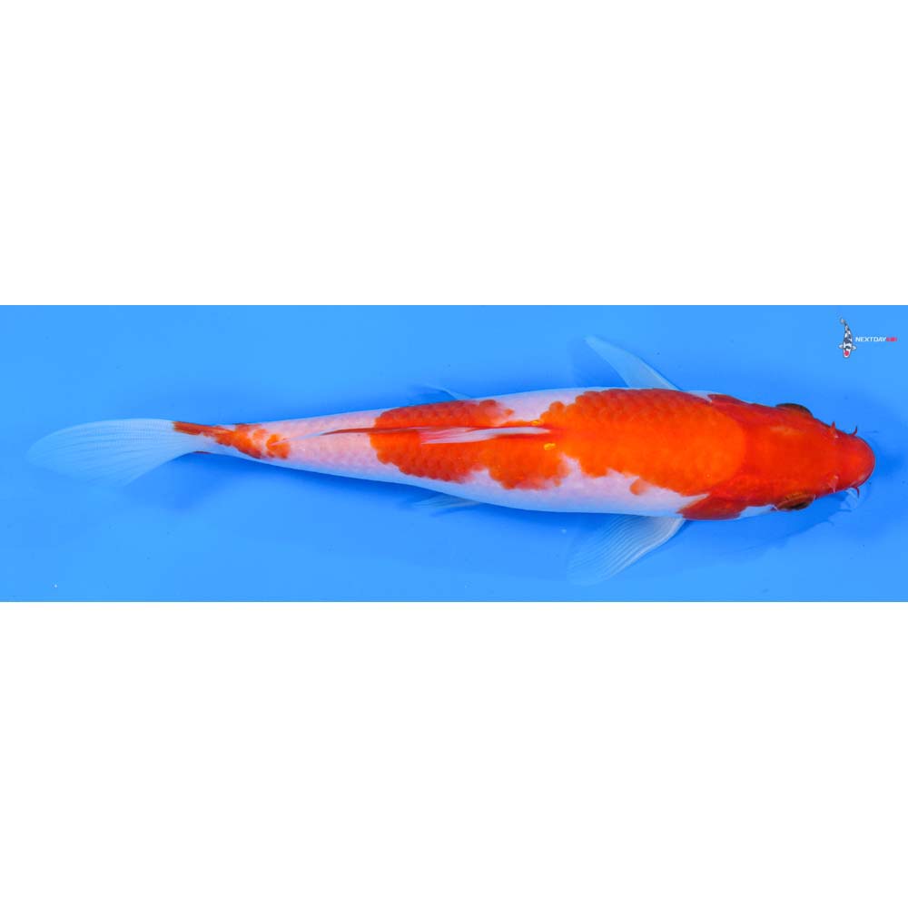 7” Imported Kohaku