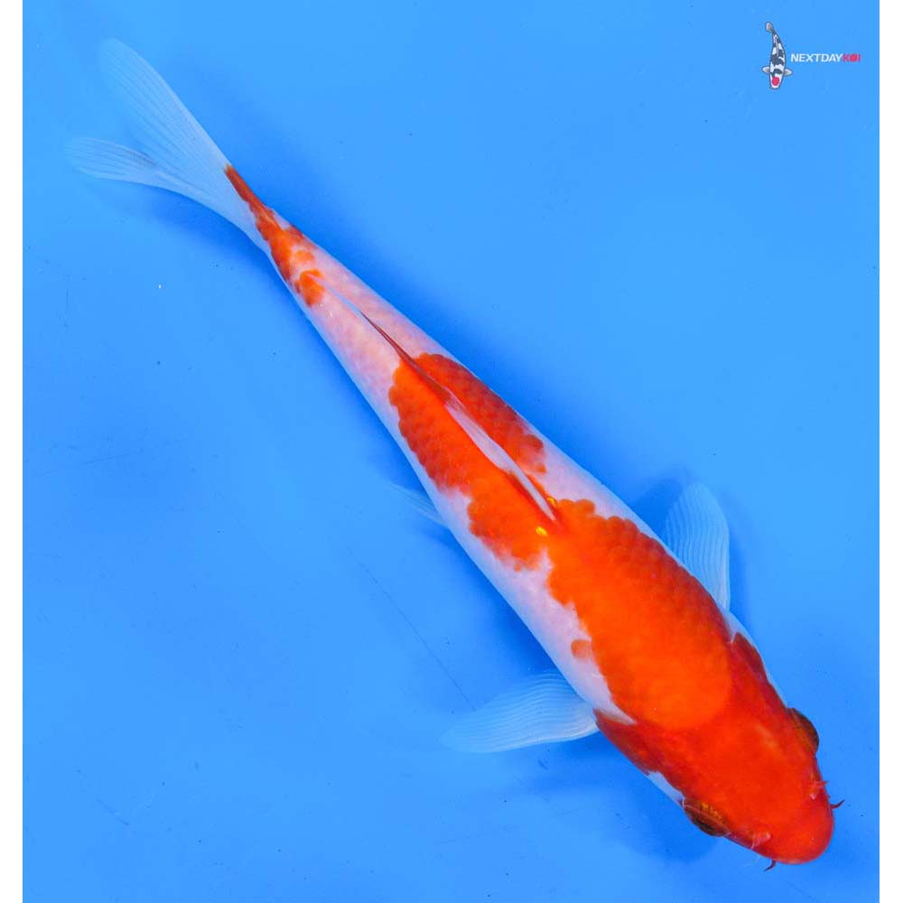 7” Imported Kohaku