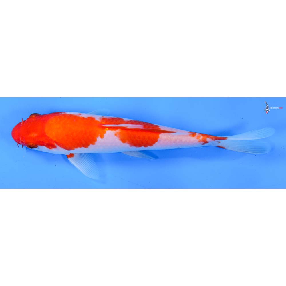 7” Imported Kohaku