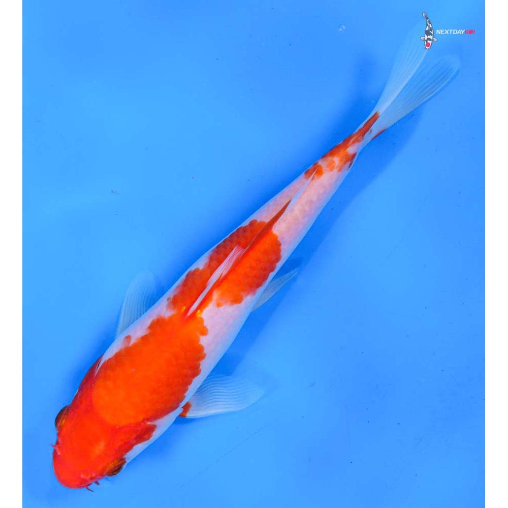 7” Imported Kohaku