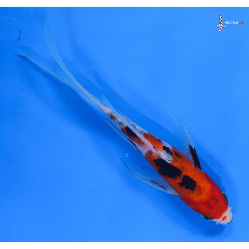 8” Imported Sanke Butterfly Koi