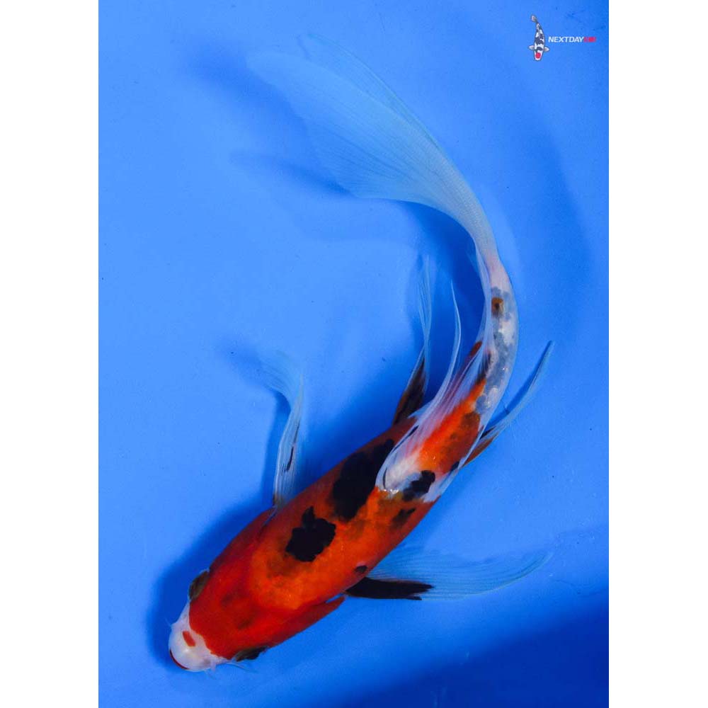 8” Imported Sanke Butterfly Koi