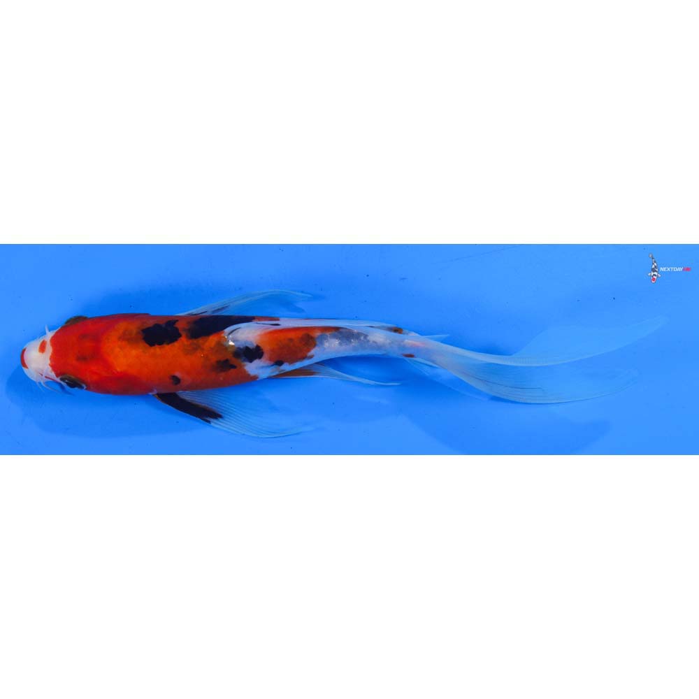 8” Imported Sanke Butterfly Koi