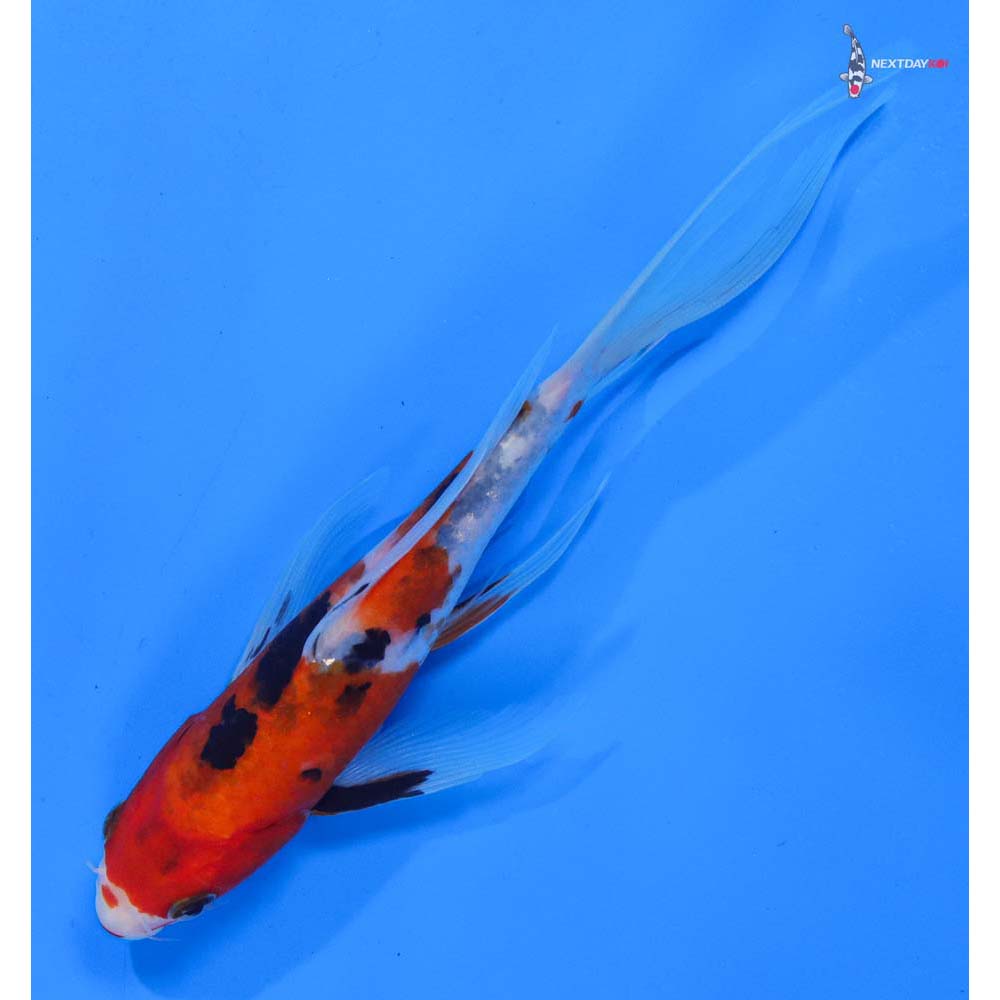 8” Imported Sanke Butterfly Koi