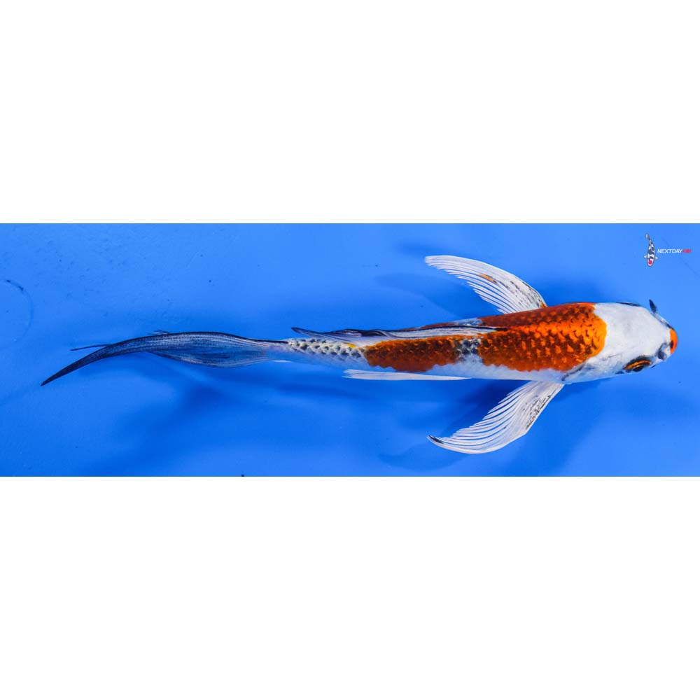 7” Imported Kujaku Butterfly Koi