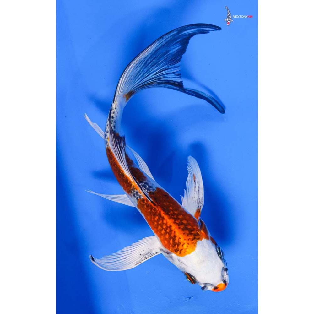 7” Imported Kujaku Butterfly Koi