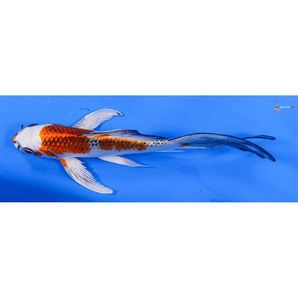7” Imported Kujaku Butterfly Koi