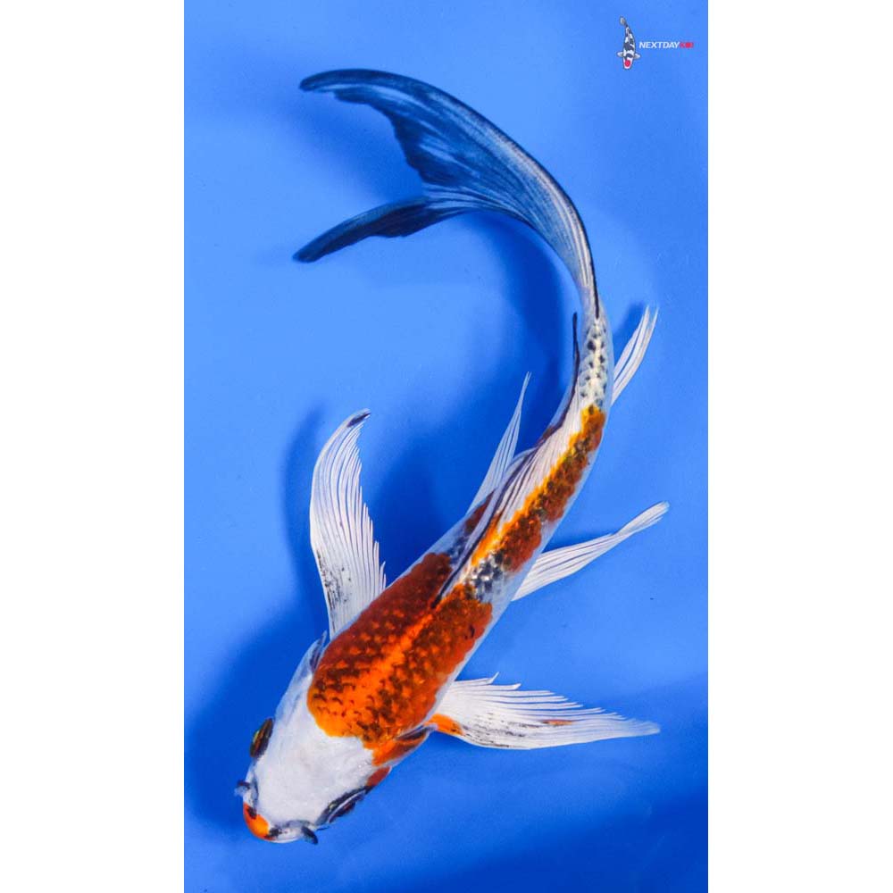 7” Imported Kujaku Butterfly Koi