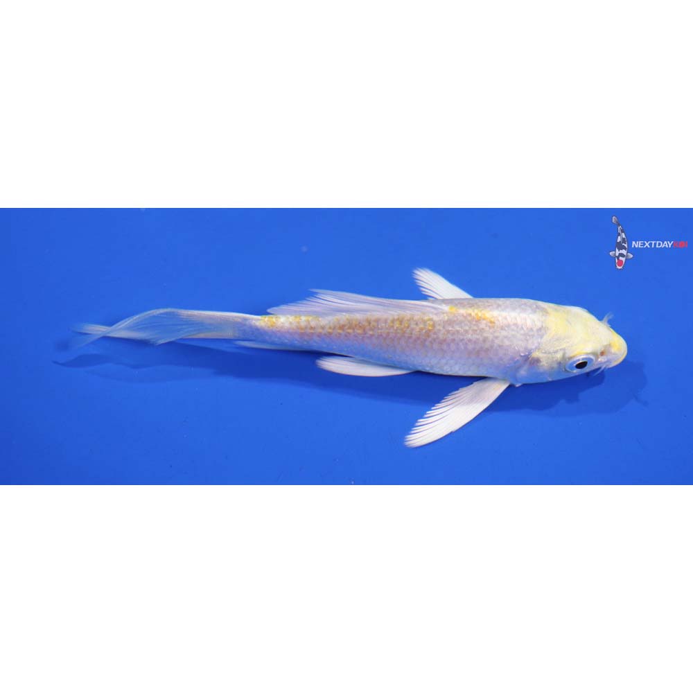 4” Imported Lemon Hariwake Butterfly Koi