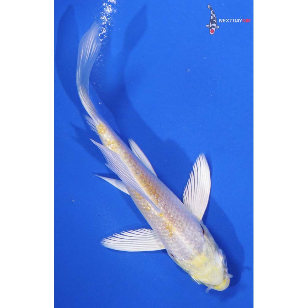 4” Imported Lemon Hariwake Butterfly Koi