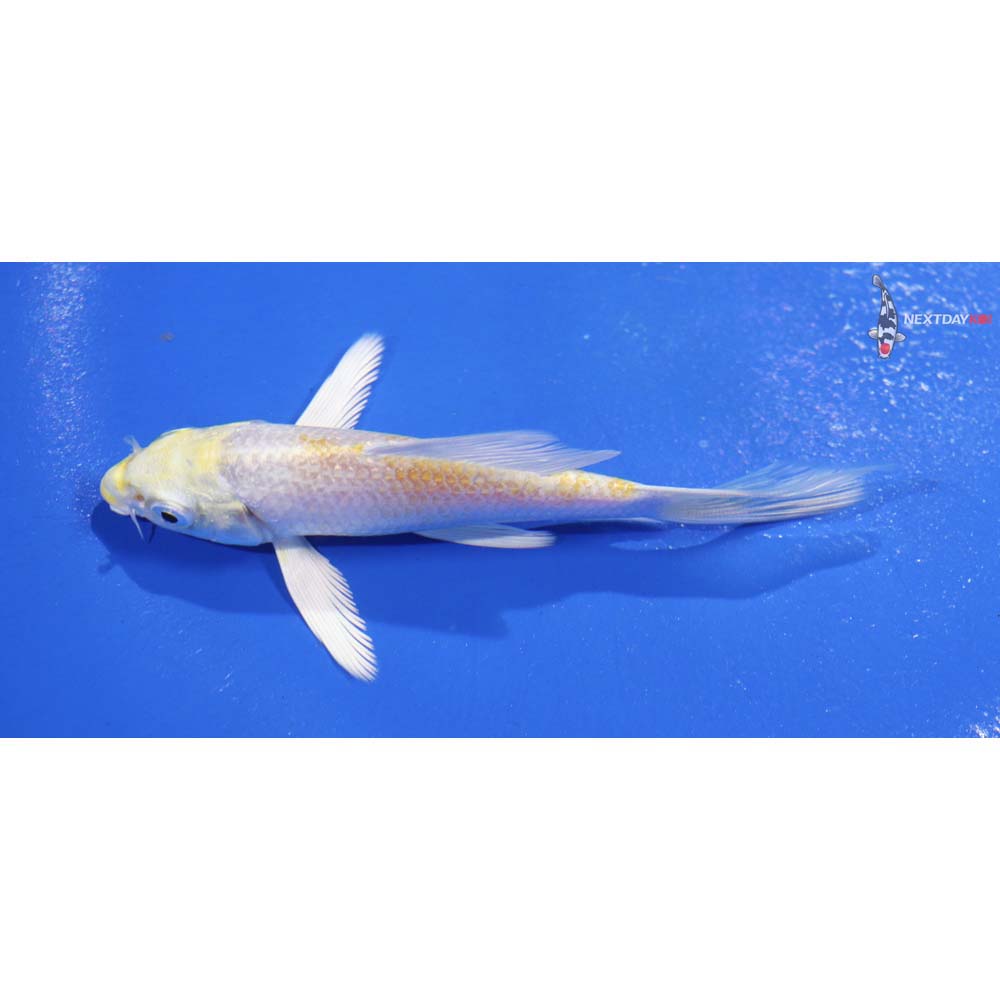 4” Imported Lemon Hariwake Butterfly Koi