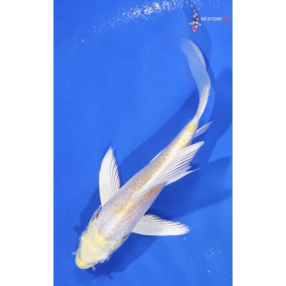 4” Imported Lemon Hariwake Butterfly Koi