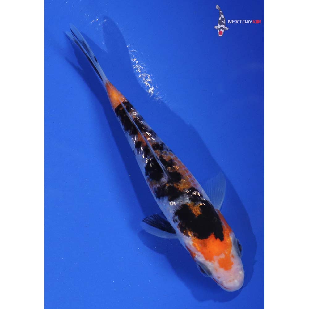 4” Imported Gin Rin Sanke