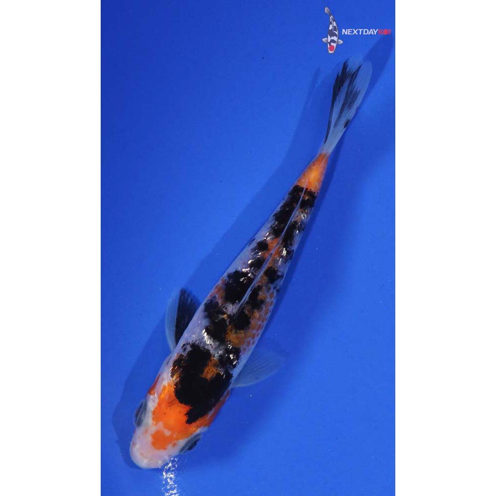 4” Imported Gin Rin Sanke