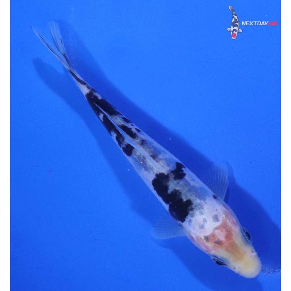 4.5” Imported Doitsu Shiro Bekko