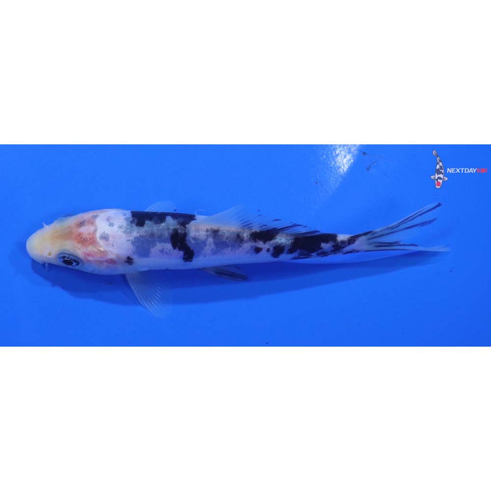 4.5” Imported Doitsu Shiro Bekko