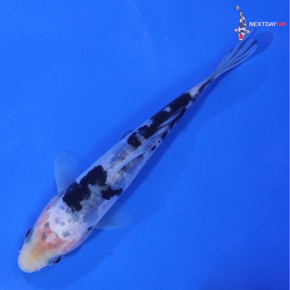 4.5” Imported Doitsu Shiro Bekko