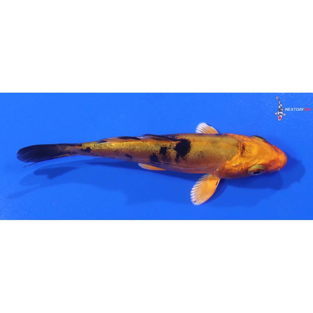 3.5” Imported Doitsu Kin Aka Bekko