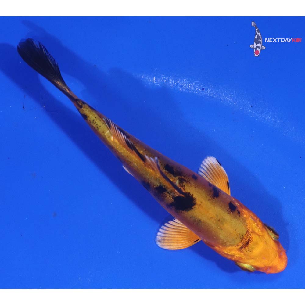 3.5” Imported Doitsu Kin Aka Bekko
