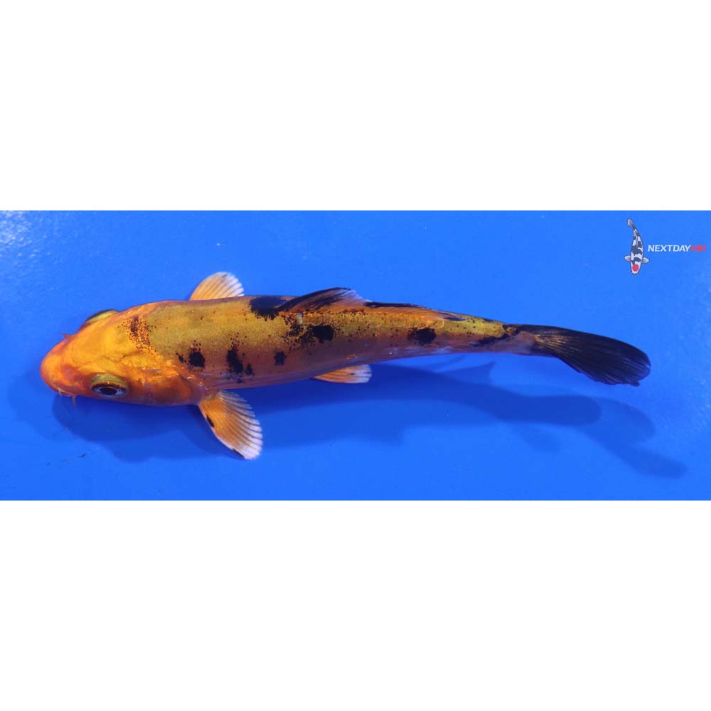 3.5” Imported Doitsu Kin Aka Bekko
