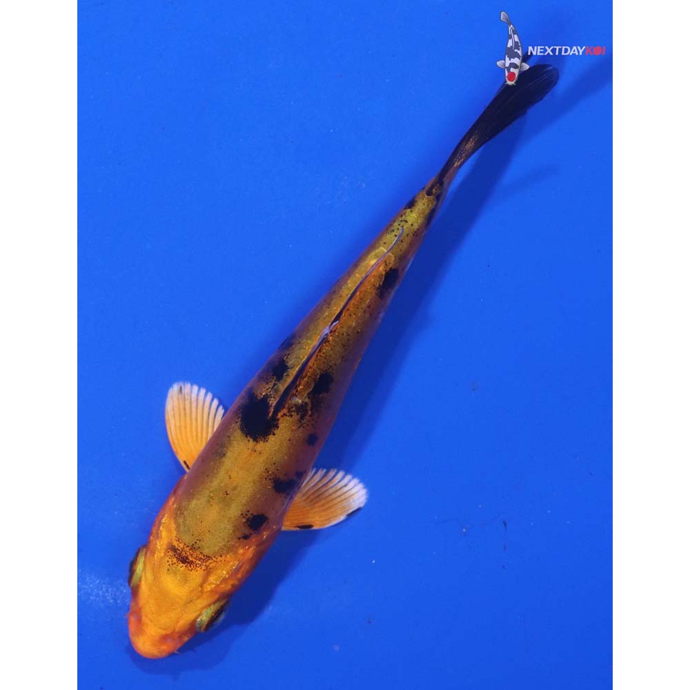 3.5” Imported Doitsu Kin Aka Bekko