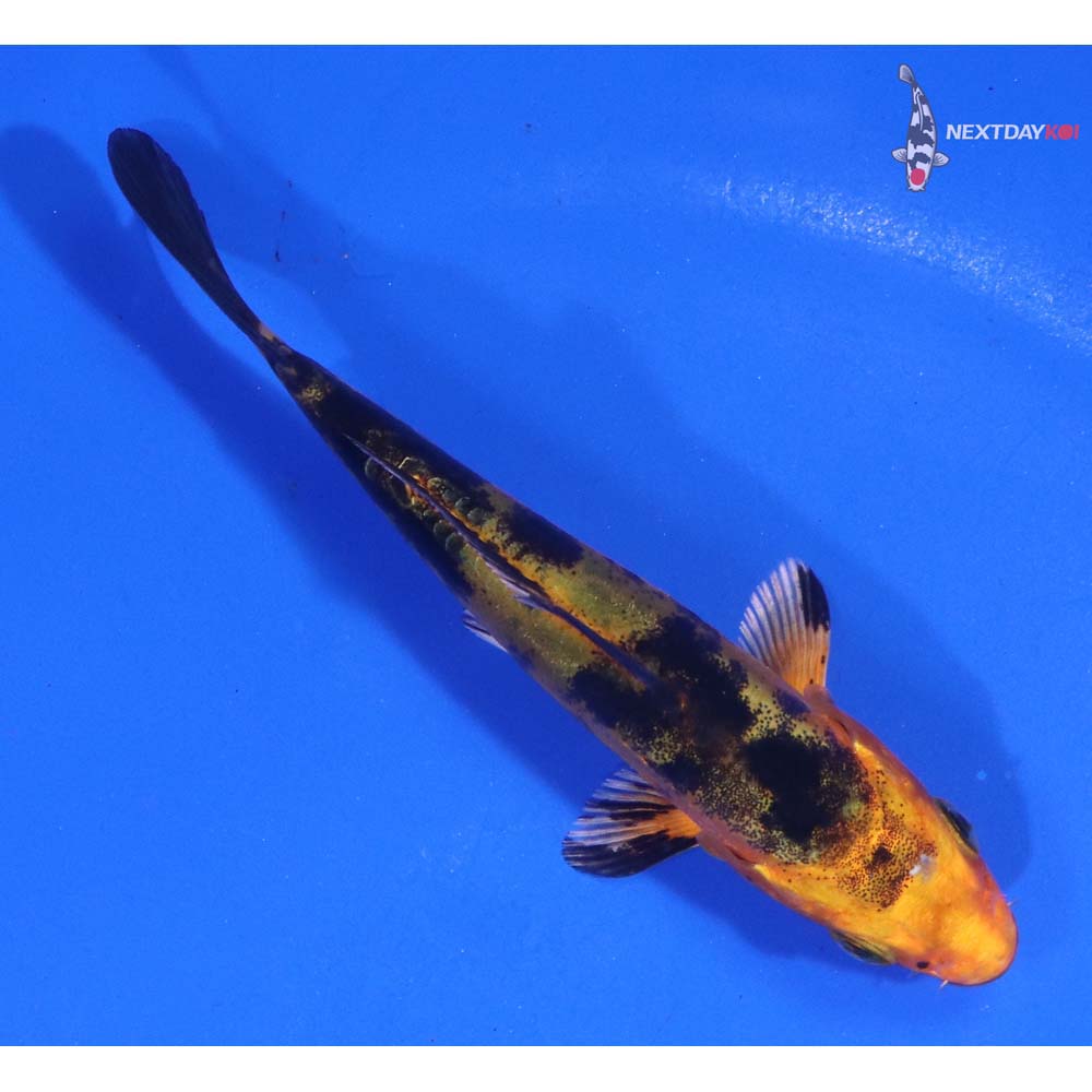 3.5” Imported Doitsu Kin Aka Bekko