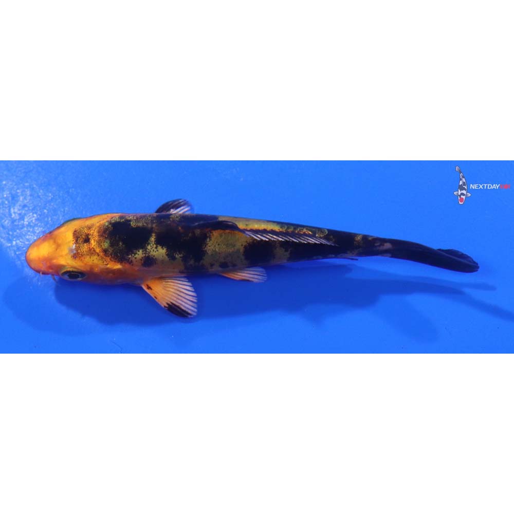 3.5” Imported Doitsu Kin Aka Bekko