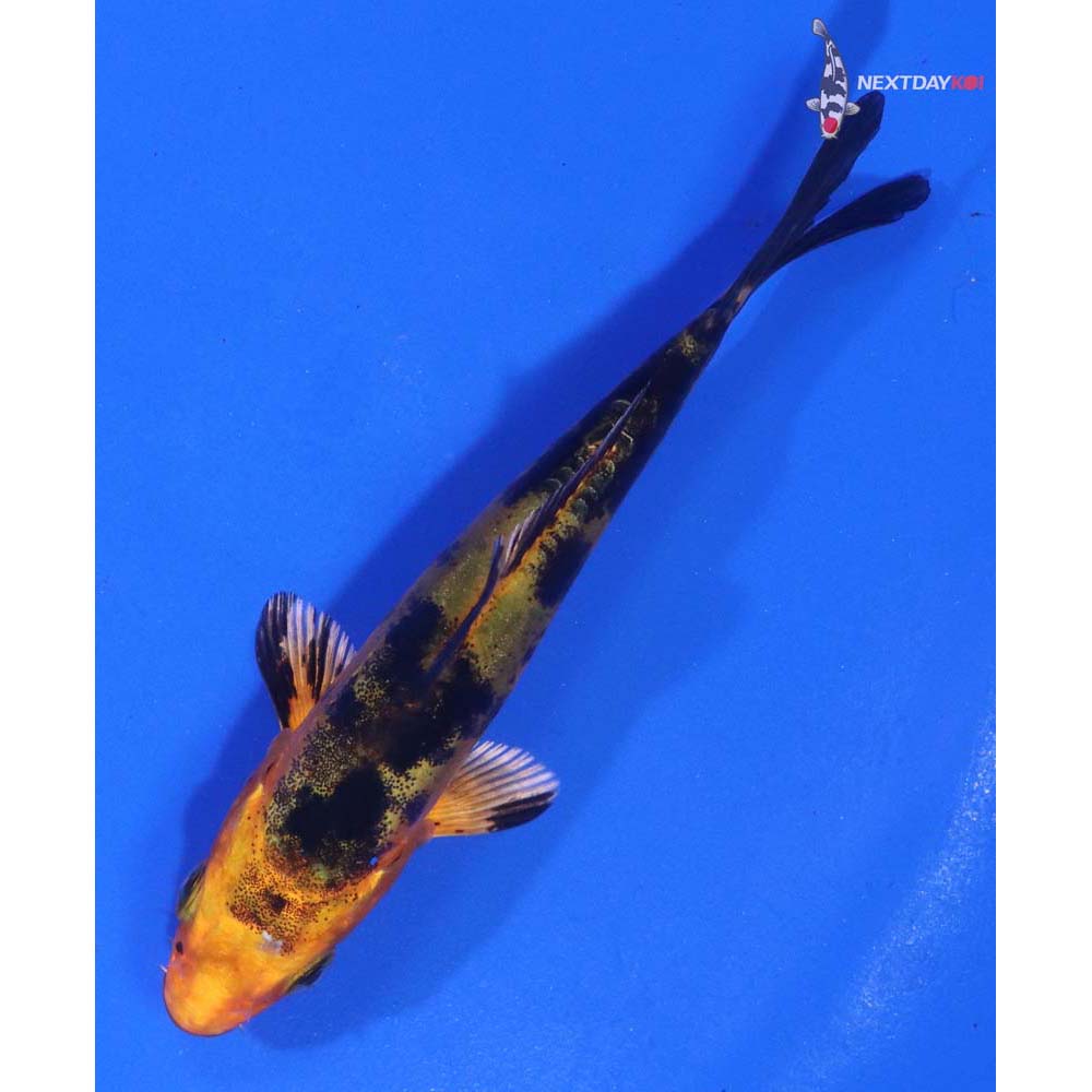 3.5” Imported Doitsu Kin Aka Bekko
