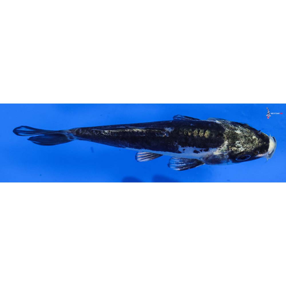 4” Imported Kikokuryu