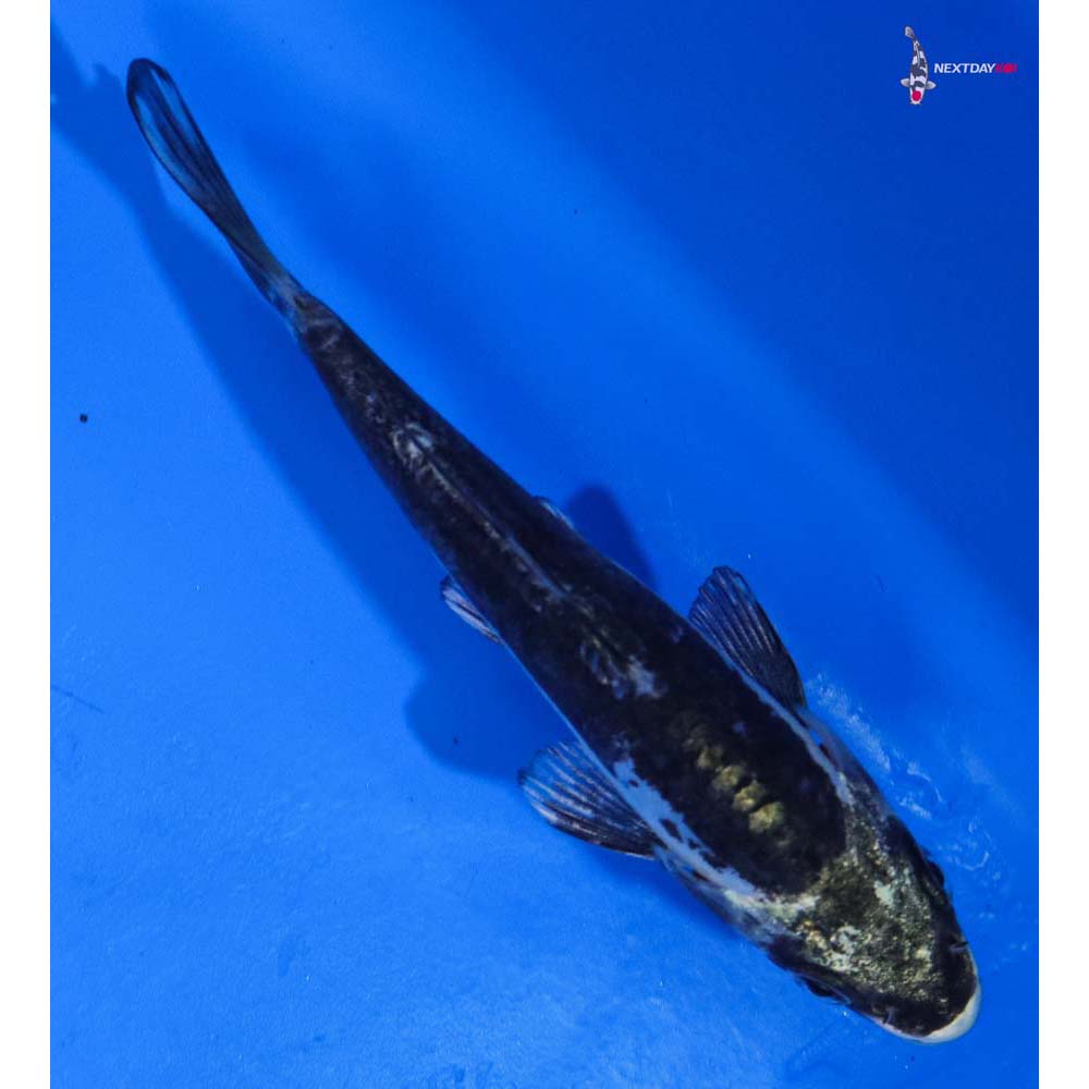 4” Imported Kikokuryu