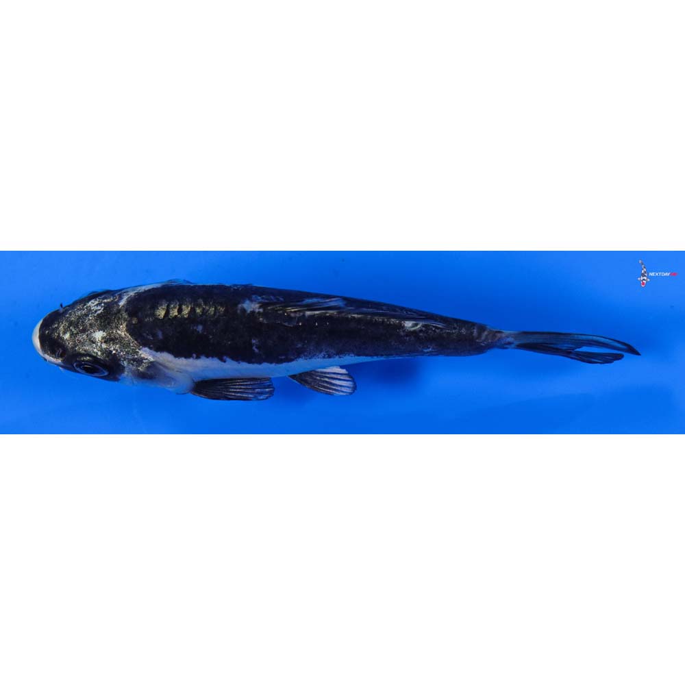 4” Imported Kikokuryu