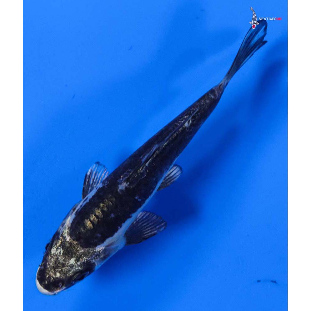 4” Imported Kikokuryu