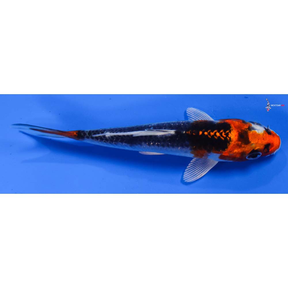 4” Imported Kujaku