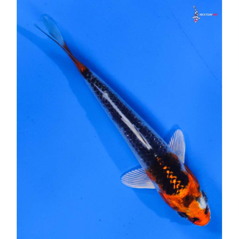 4” Imported Kujaku