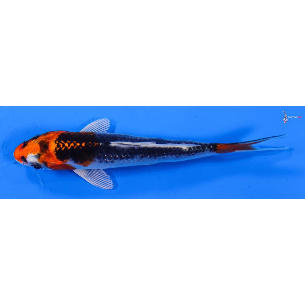 4” Imported Kujaku