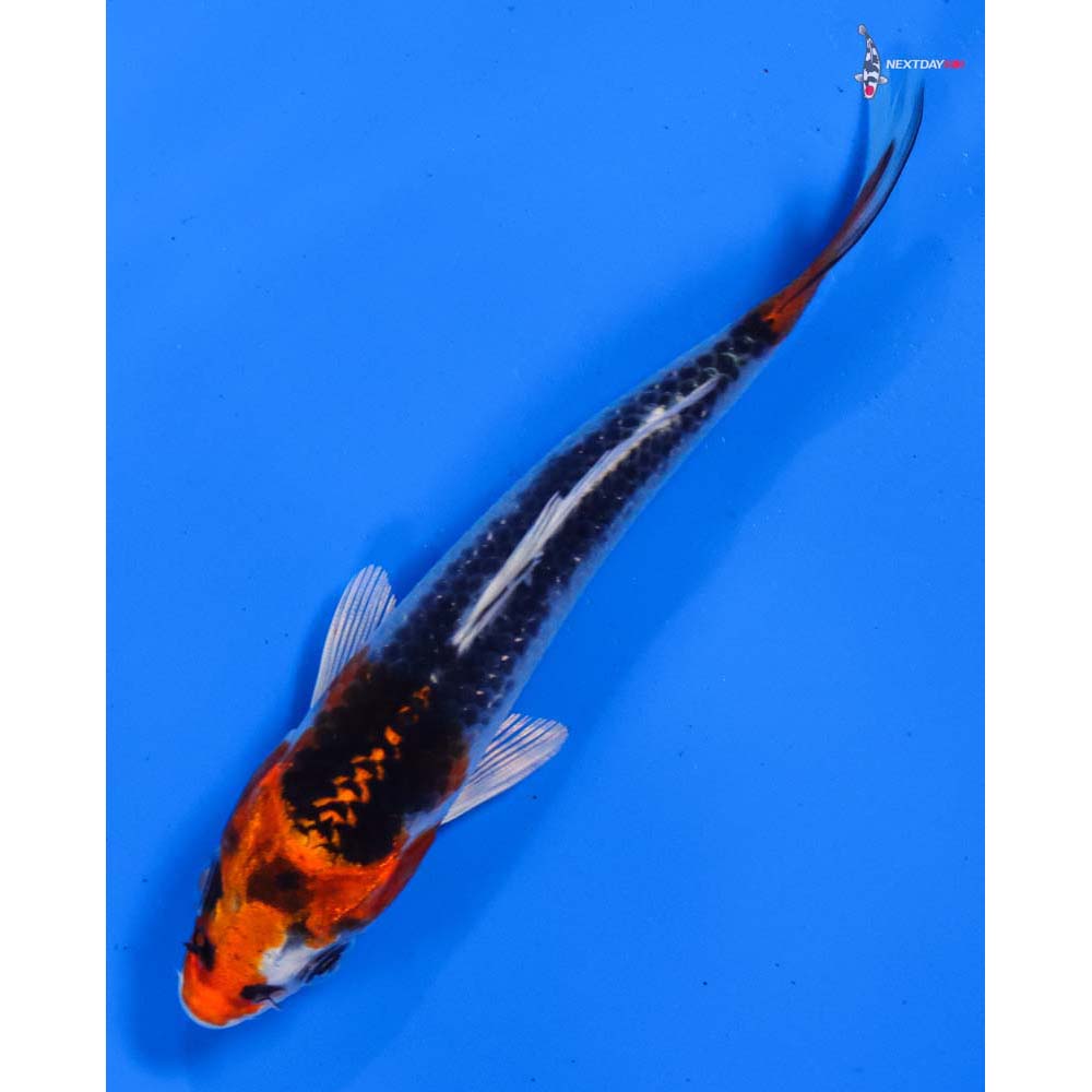 4” Imported Kujaku