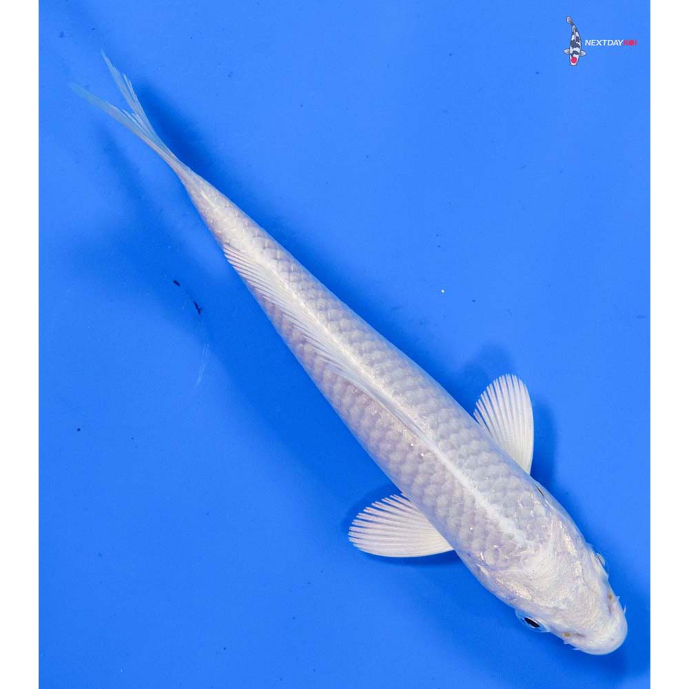 4.5” Imported Platinum Ogon