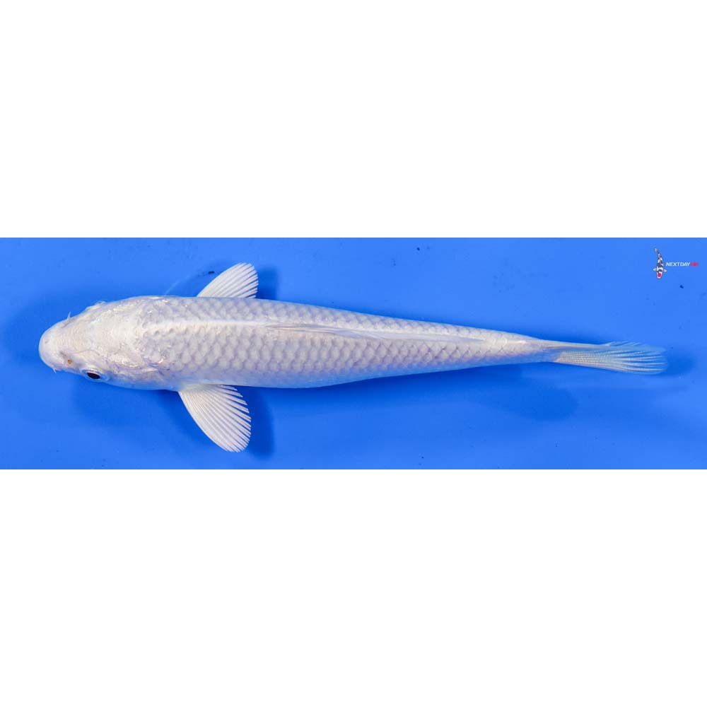 4.5” Imported Platinum Ogon