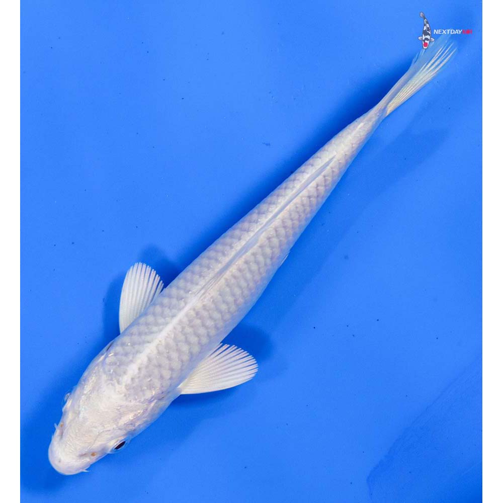 4.5” Imported Platinum Ogon