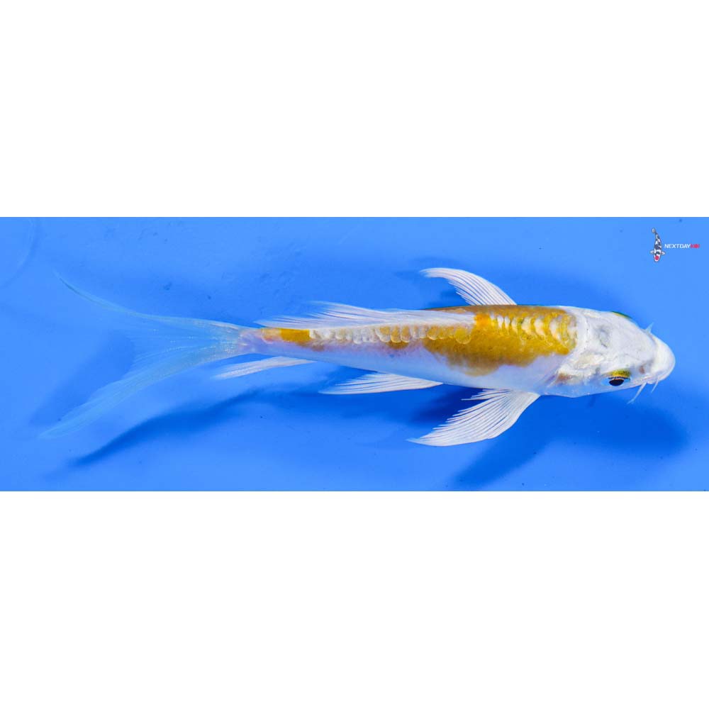 4” Imported Kikusui Butterfly Koi