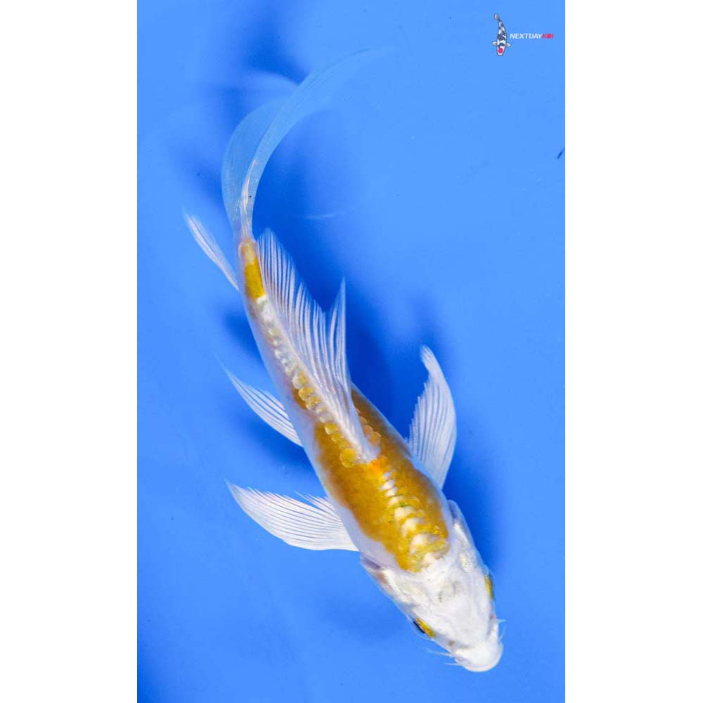 4” Imported Kikusui Butterfly Koi