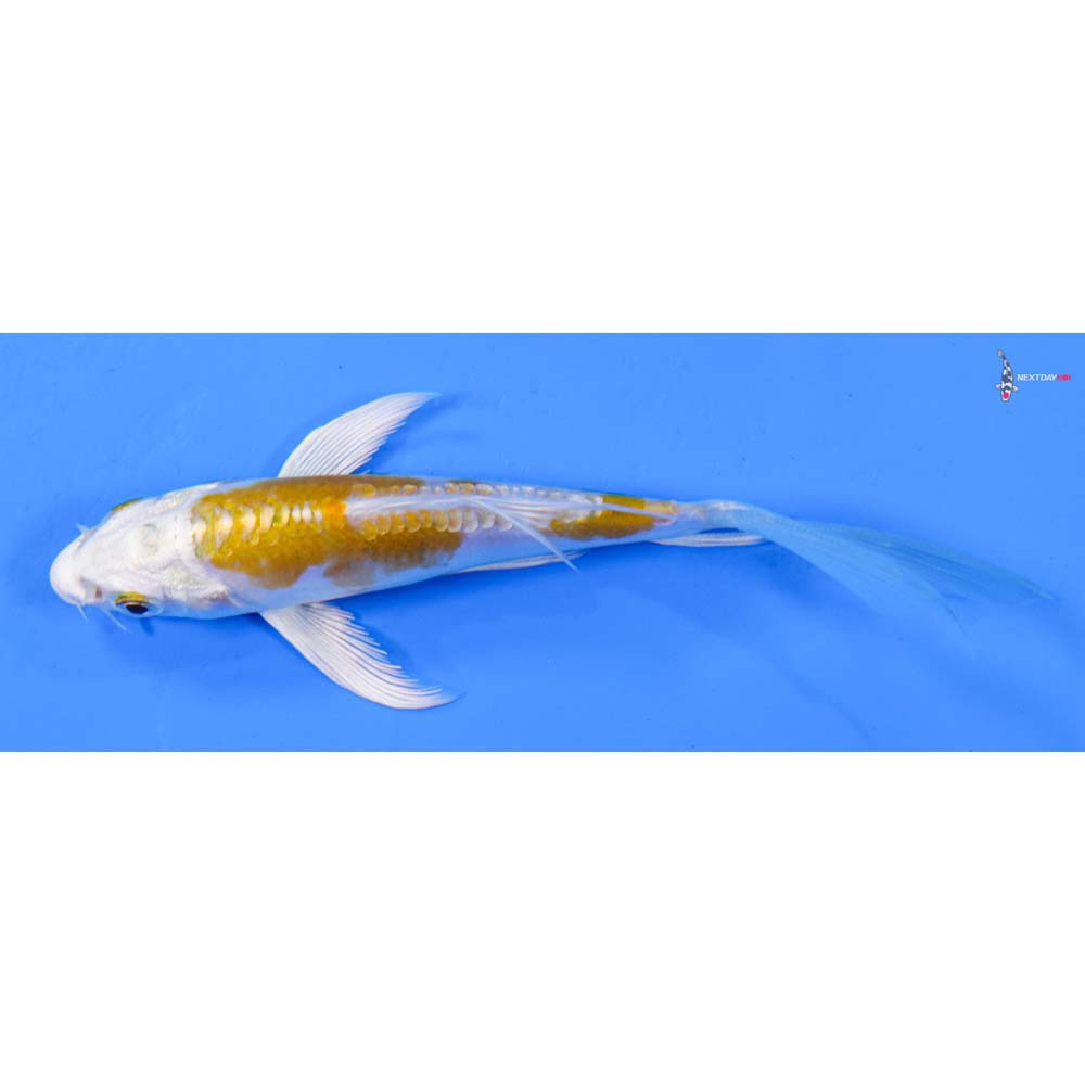 4” Imported Kikusui Butterfly Koi