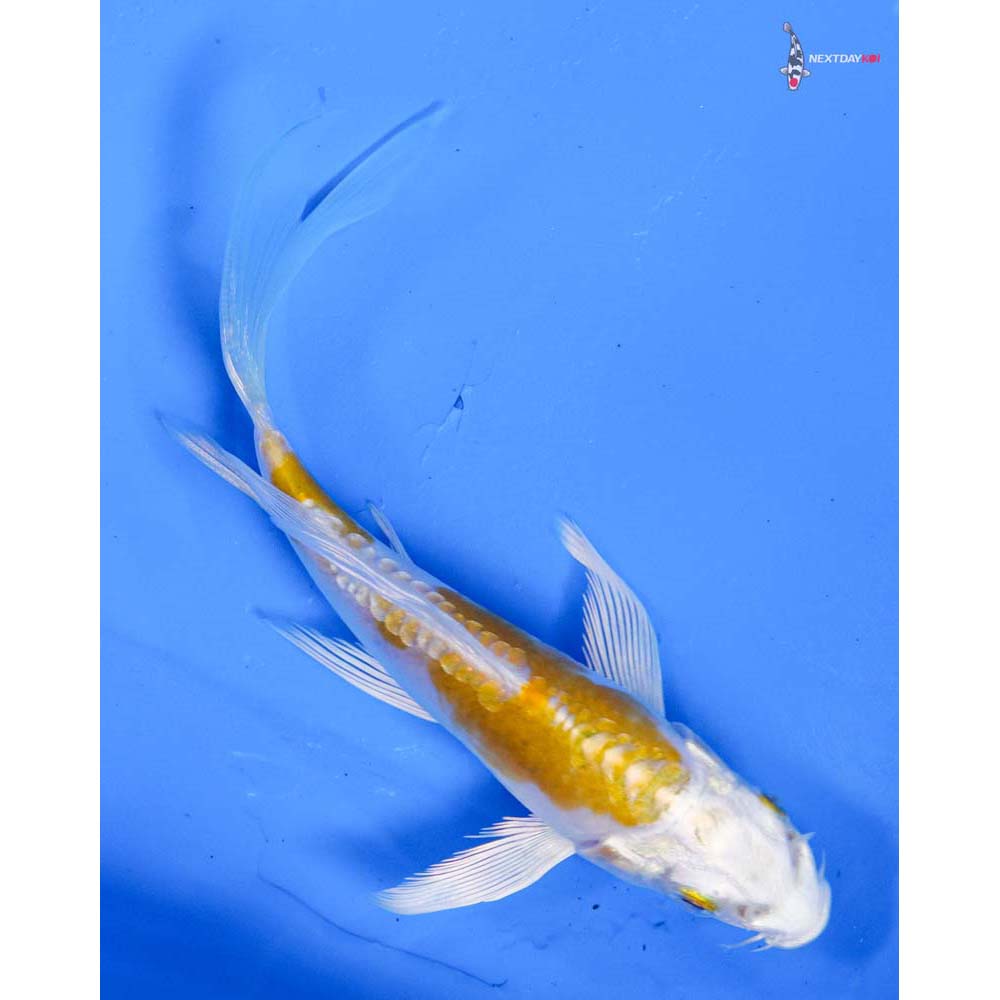 4” Imported Kikusui Butterfly Koi