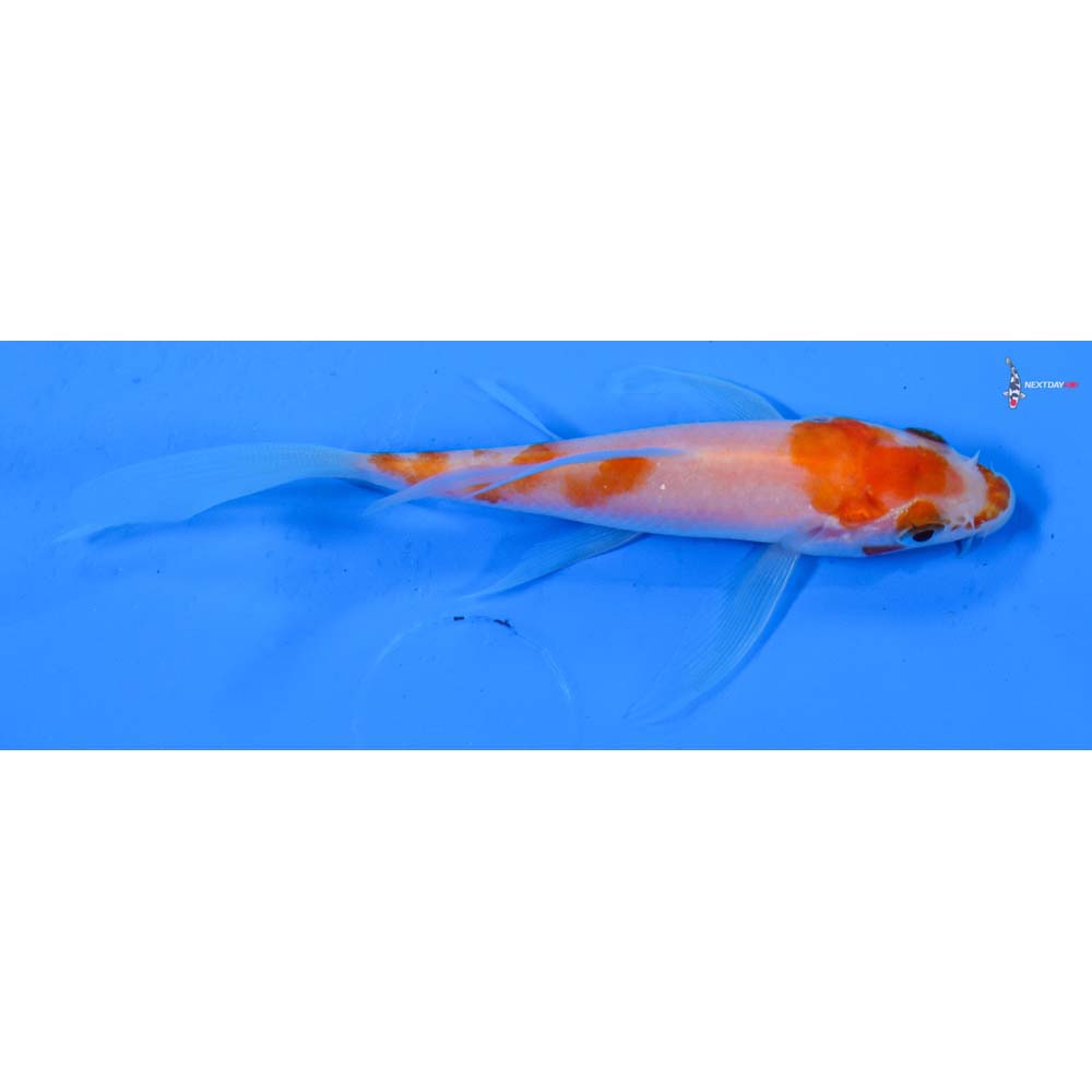 4” Imported Kohaku Butterfly Koi