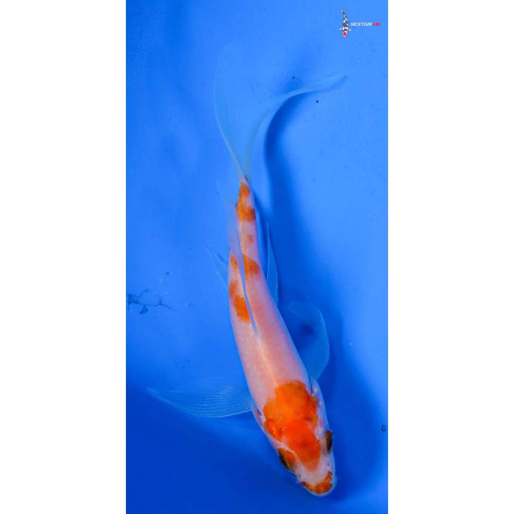 4” Imported Kohaku Butterfly Koi